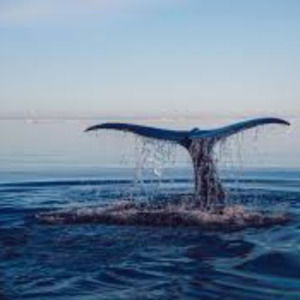 Meet your Posher, Hazel